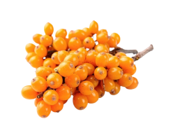 Buckthorn (10% cascarosides)   